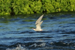 Arctic Tern river