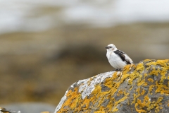 snow bunting male