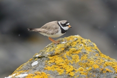 ringed plover photo