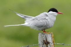 arctic tern ruffling