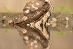 sparrowhawk photo