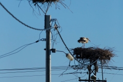 white stork nests