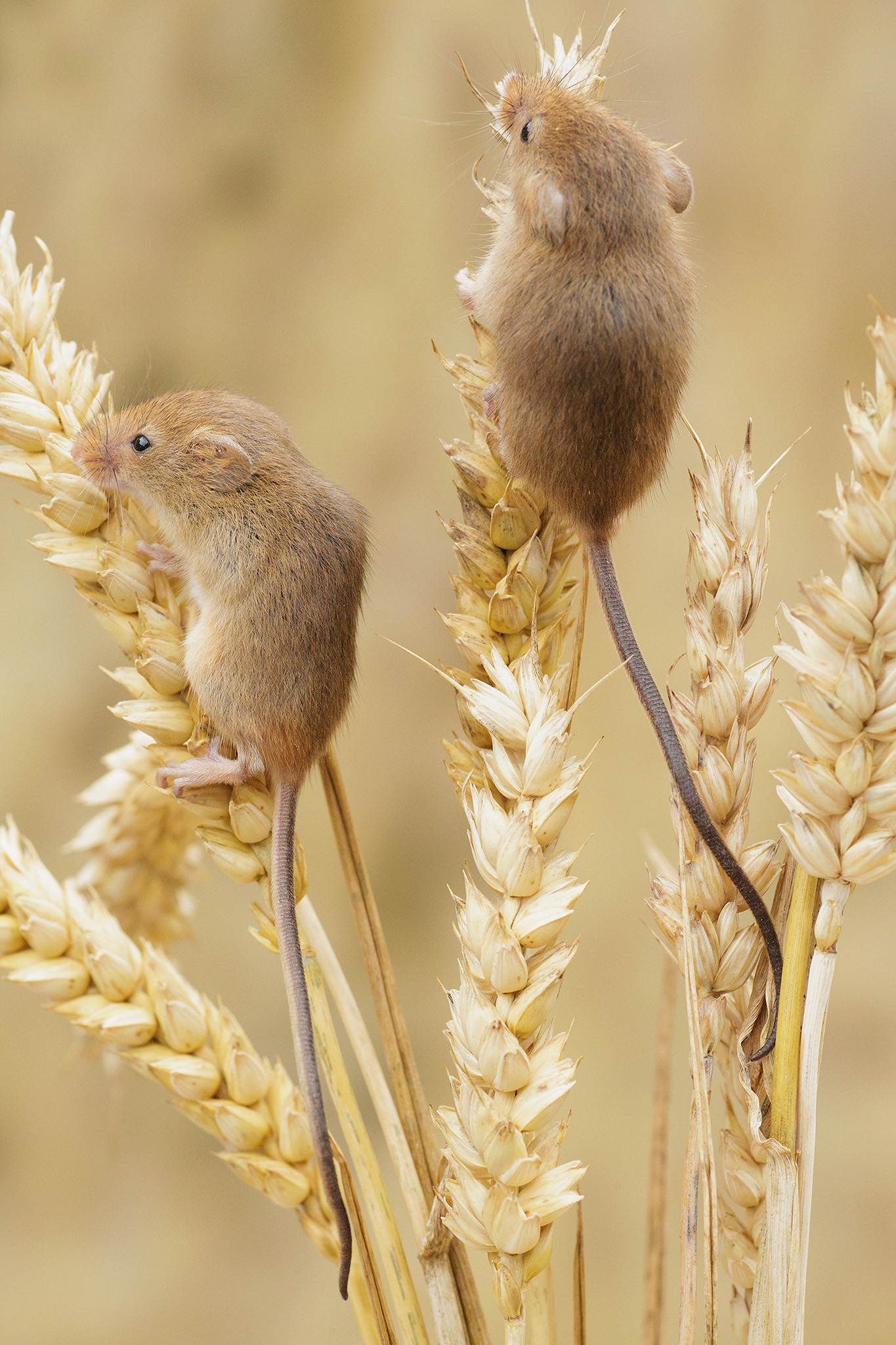Harvest Mouse Paul Miguel Wildlife Photography
