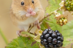 harvest mouse feeding