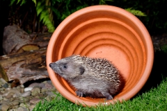 hedgehog in plant pot