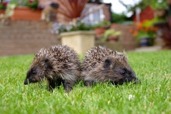 hedgehog babies