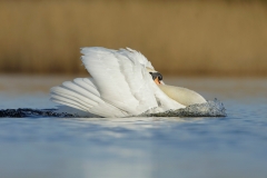 mute swan aggressive male