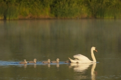 muteswan with babies
