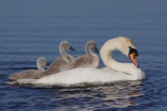 mute swan mother with cygnets