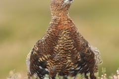 redgrouse