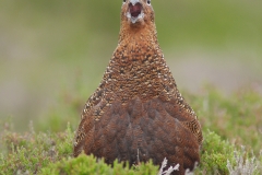 redgrouse calling
