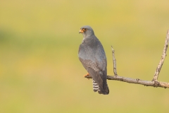 red footed falcon male