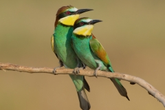 cute bee-eaters