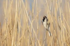 reed bunting photography