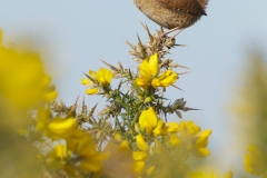 photographing wrens