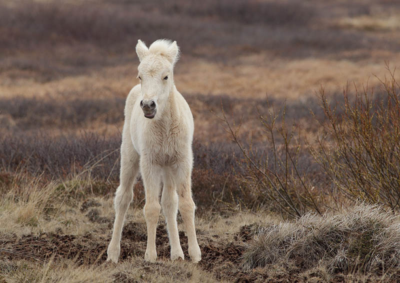 icelandic pony portrait