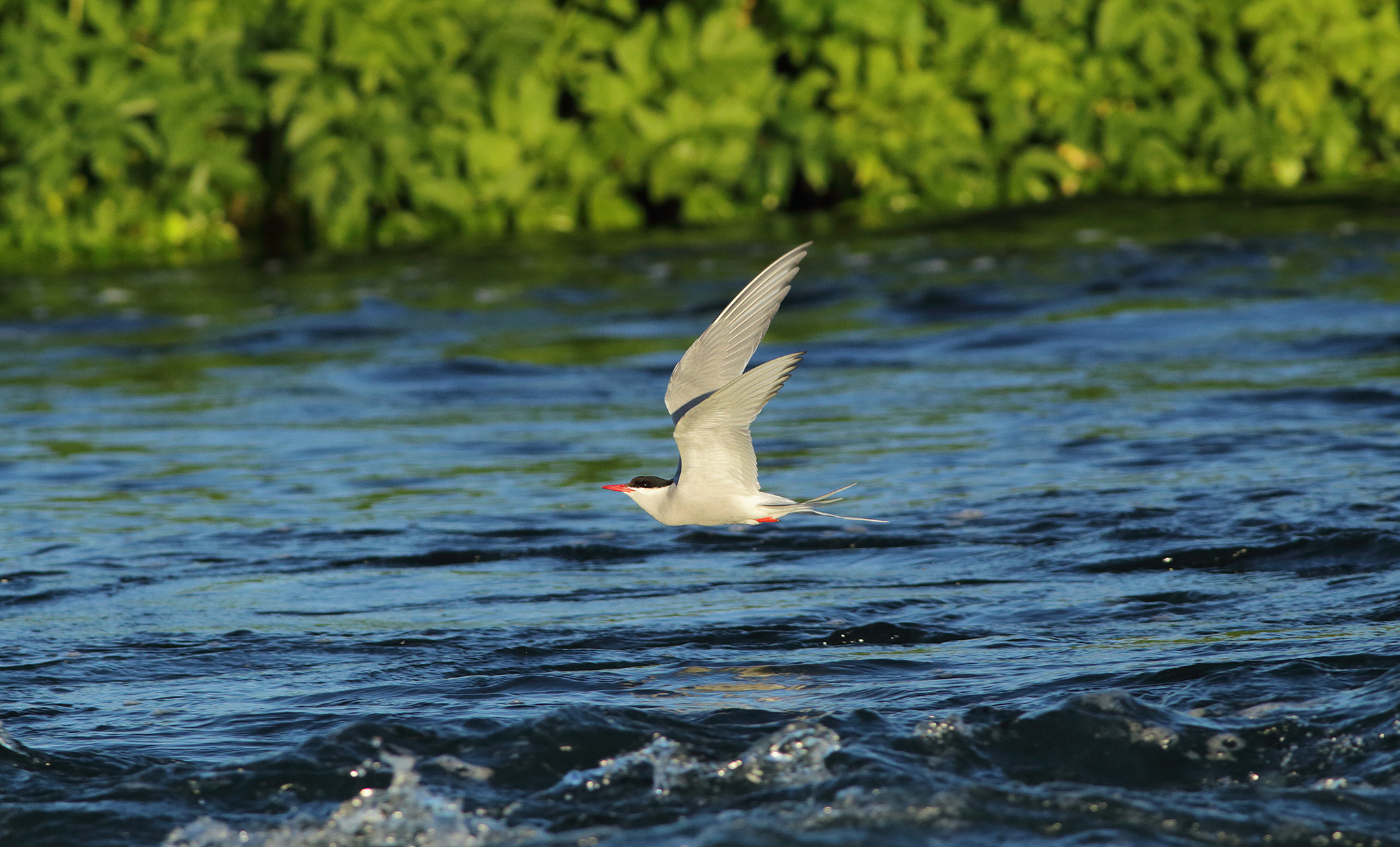 Arctic Tern river