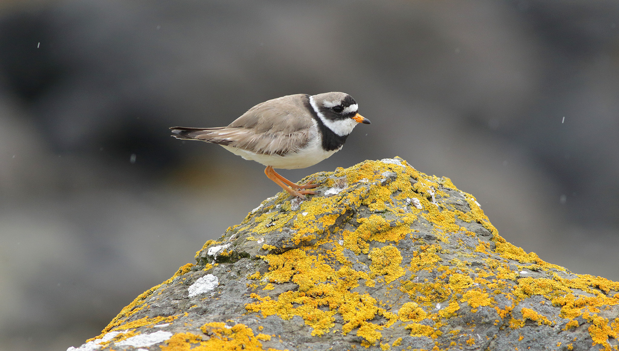 ringed plover photo