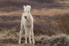 icelandic pony portrait