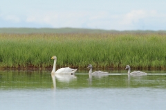 whooper swan and chicks