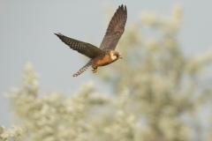 falcon2