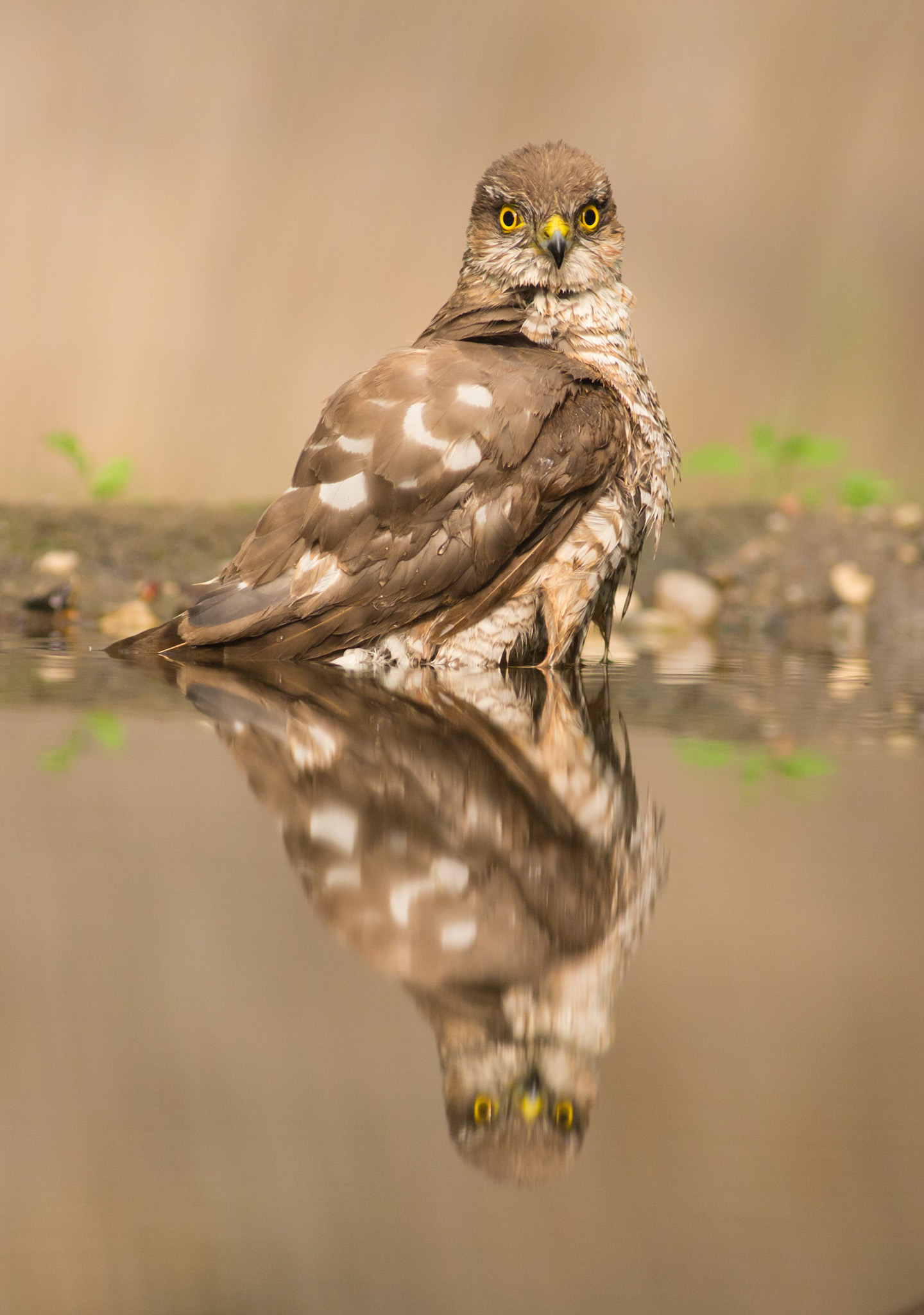 sparrowhawk photo