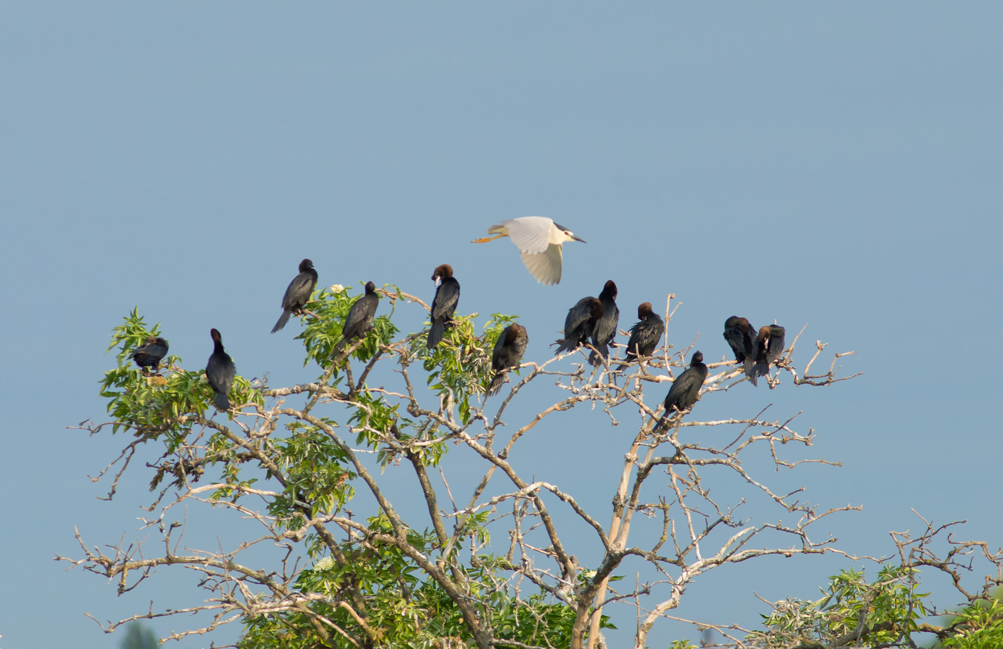 cormorant colony