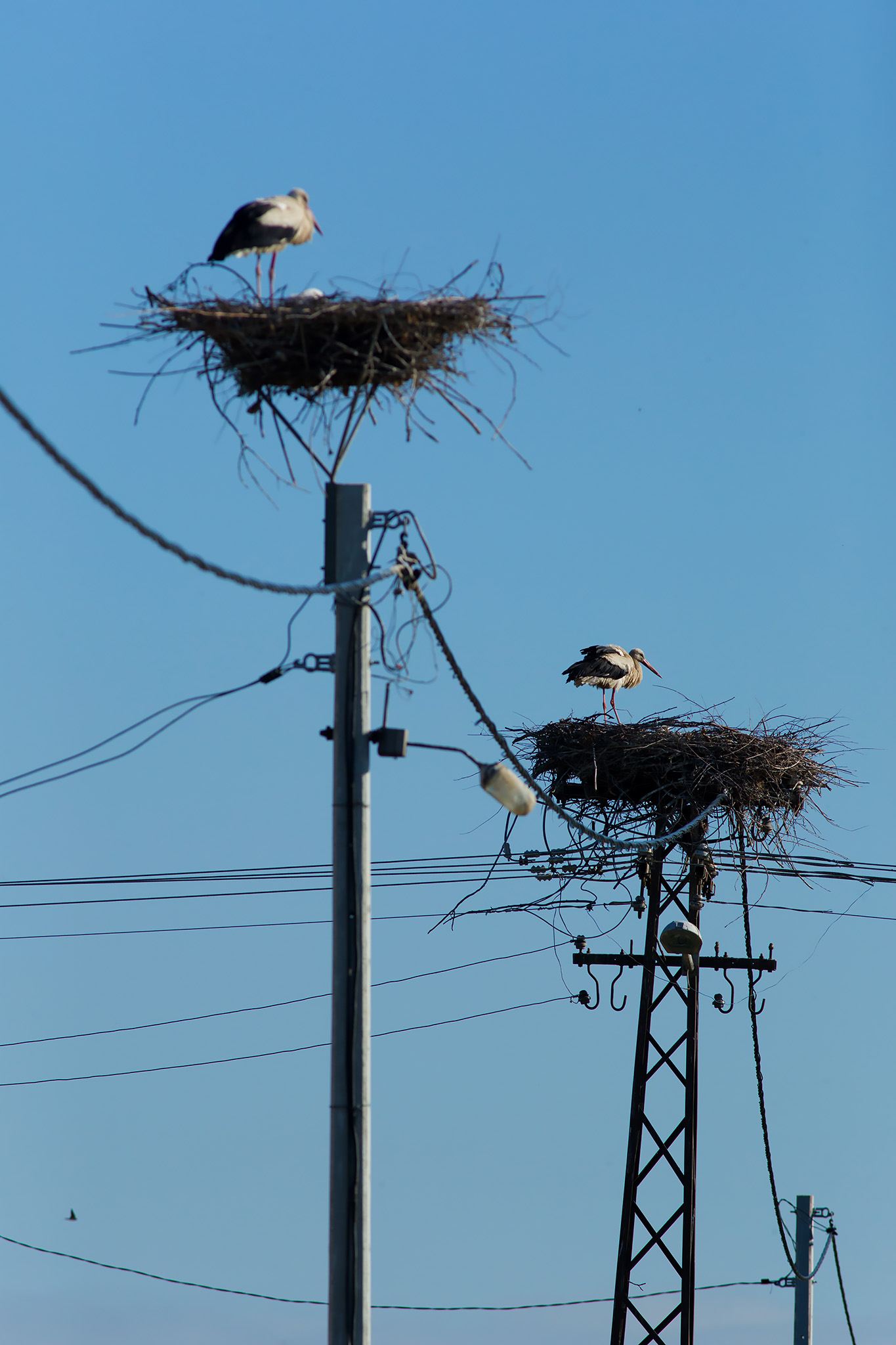 white stork nests