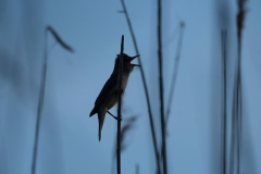 warbler singing