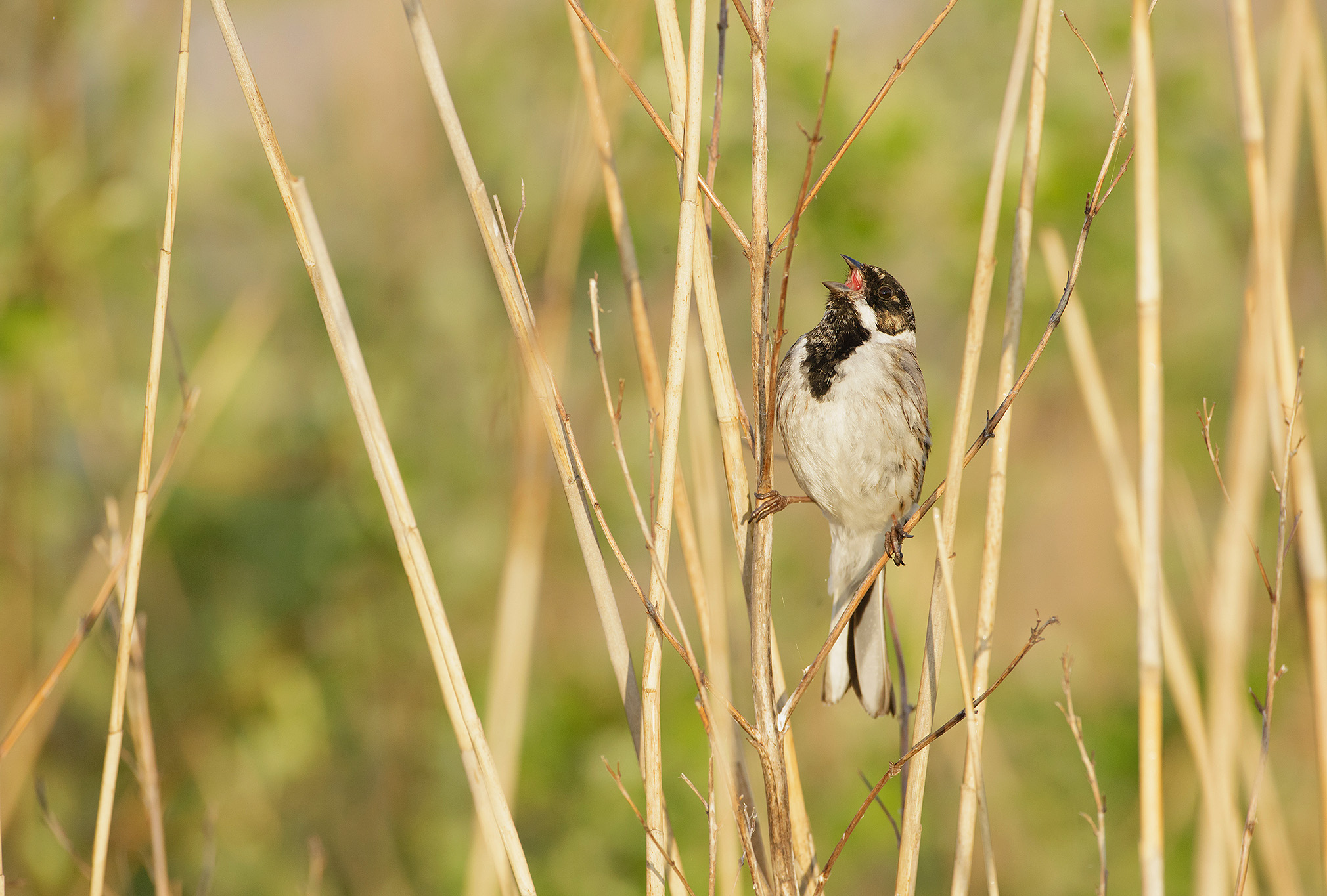 Reed Bunting (Emberiza schoeniclus) adult male singing, perched in reeds, West Yorkshire, England, May