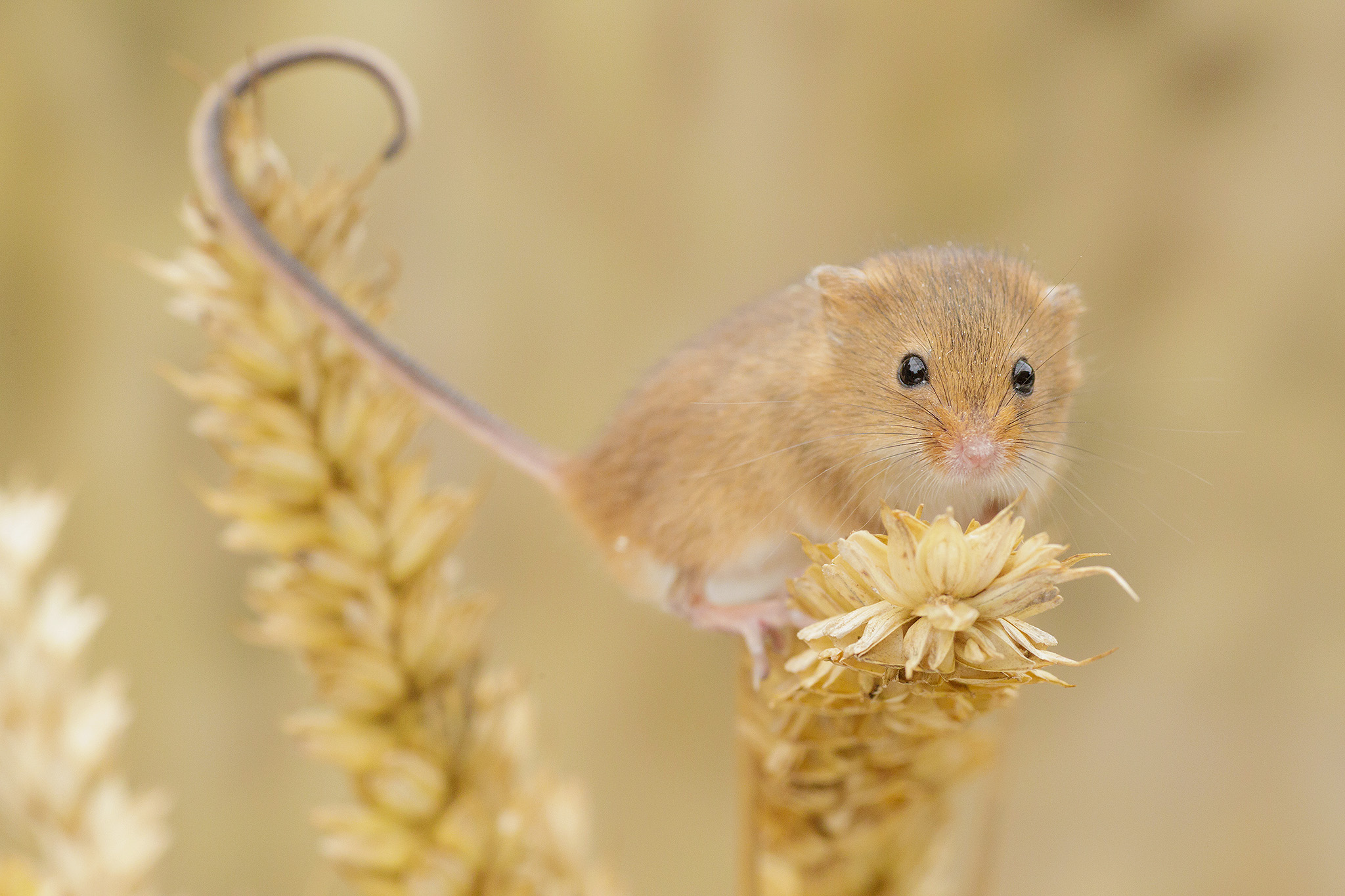 harvest mouse tail