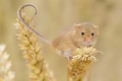 harvest mouse tail