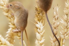 harvest mice