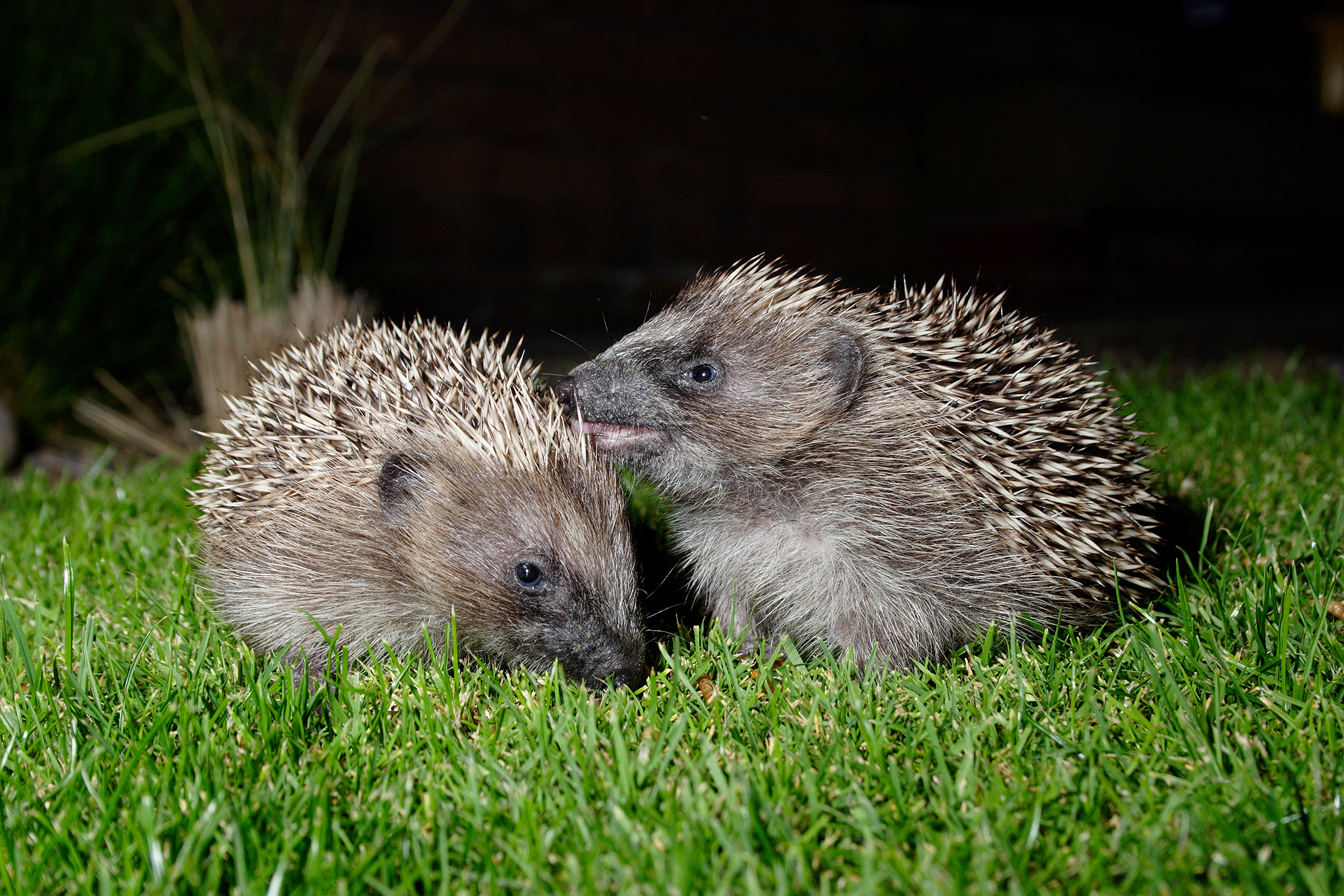 hedgehog babies
