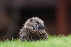 hedgehog in ball