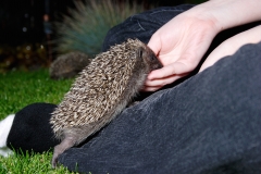 hedgehog being fed