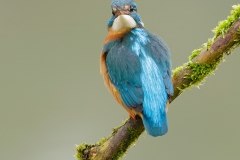 kingfisherportrait