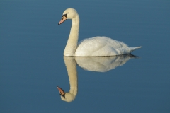 mute swan with reflection