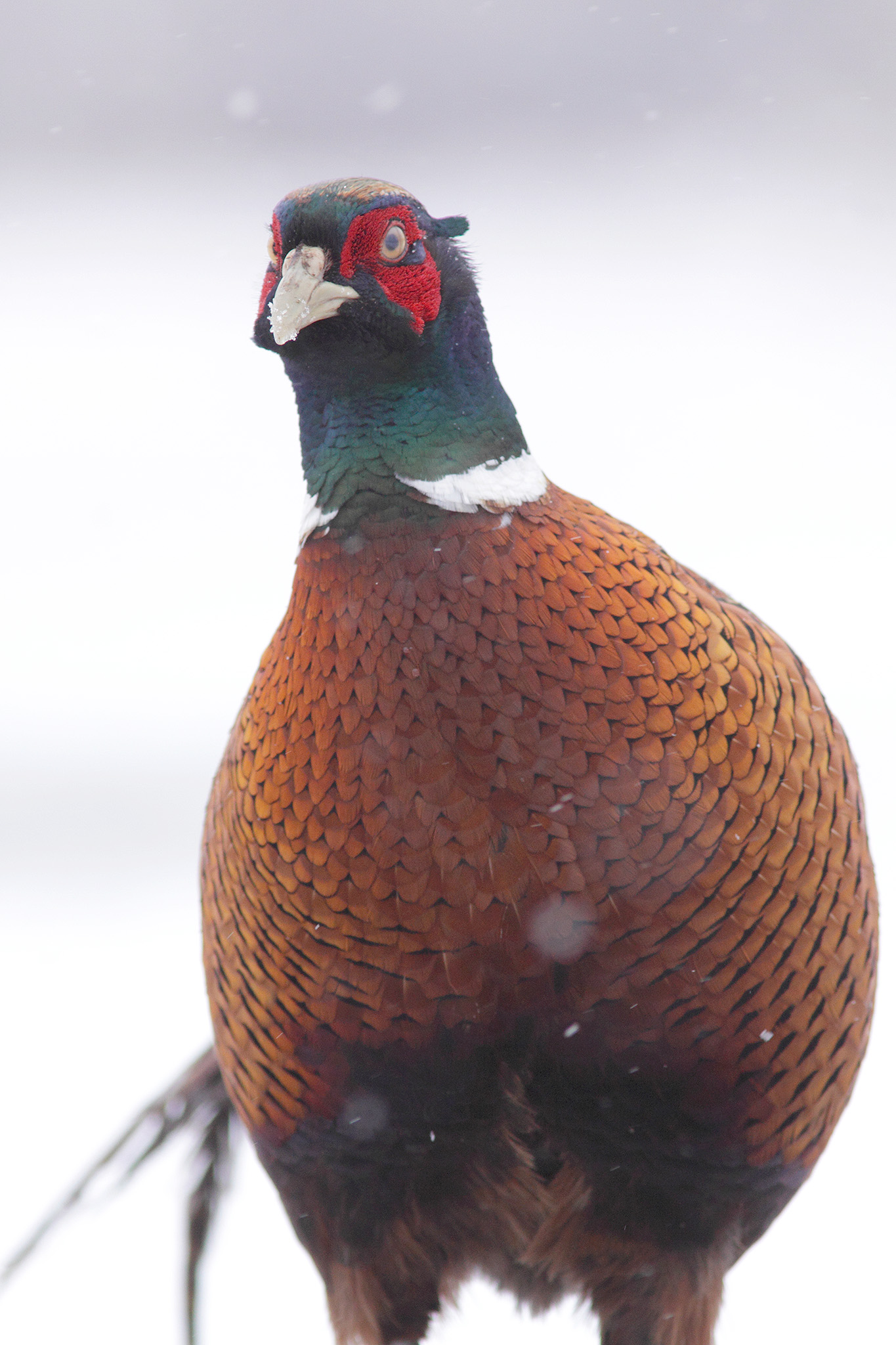 male pheasant