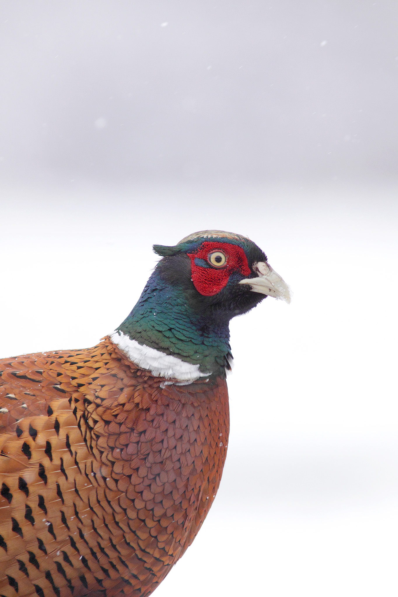 pheasant in snow