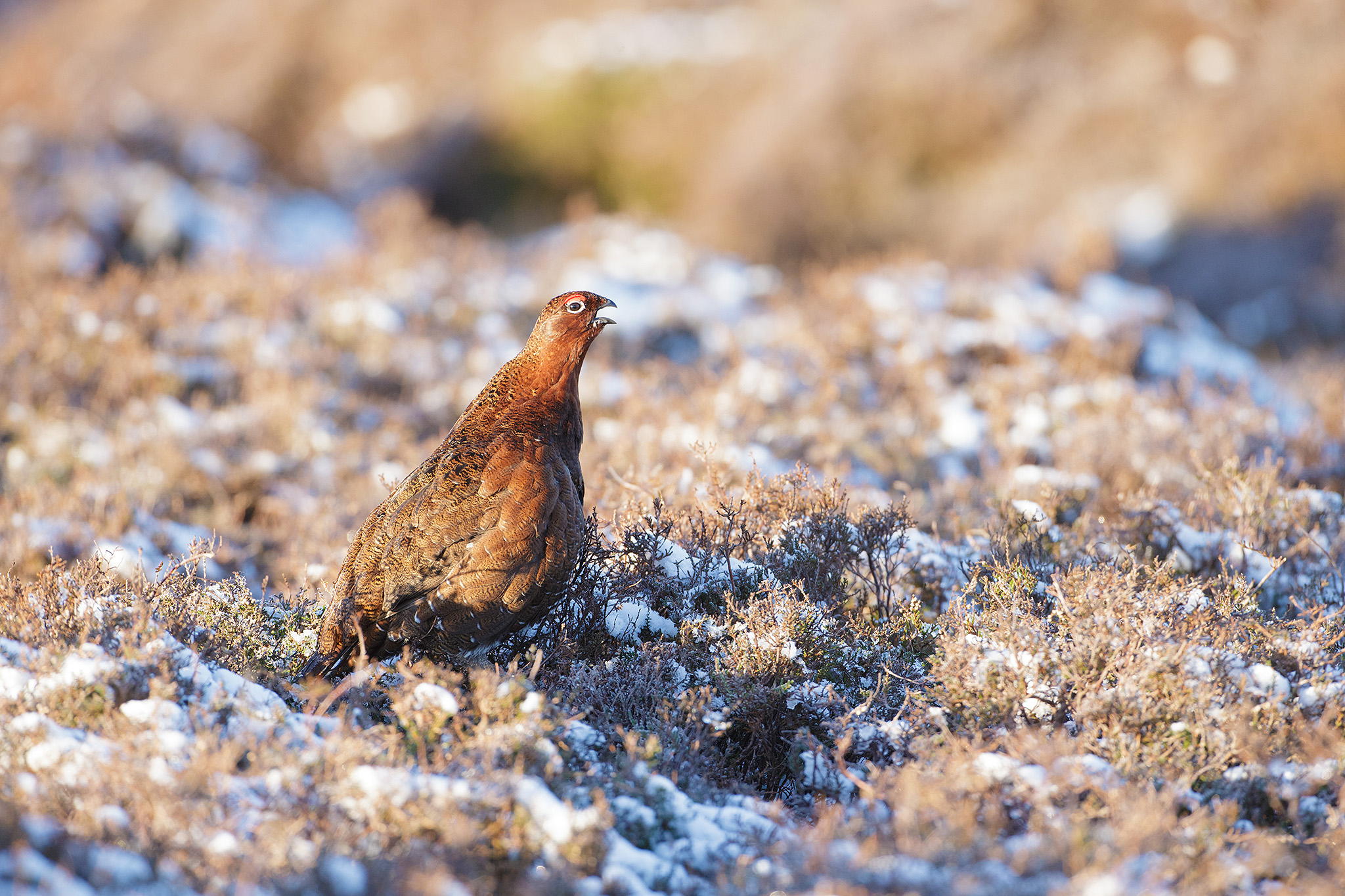 red grouse in snow
