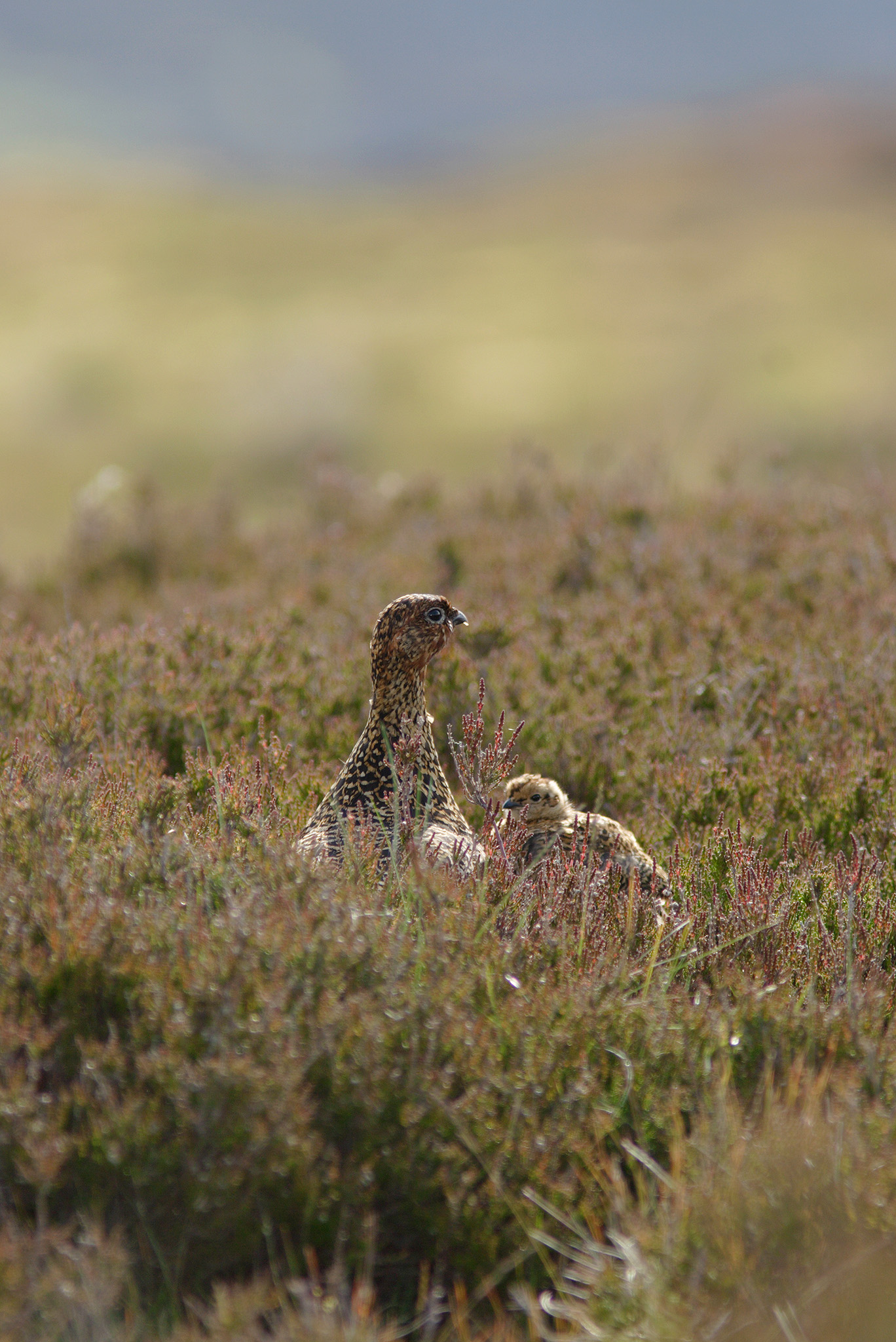 redgrouse with chicks