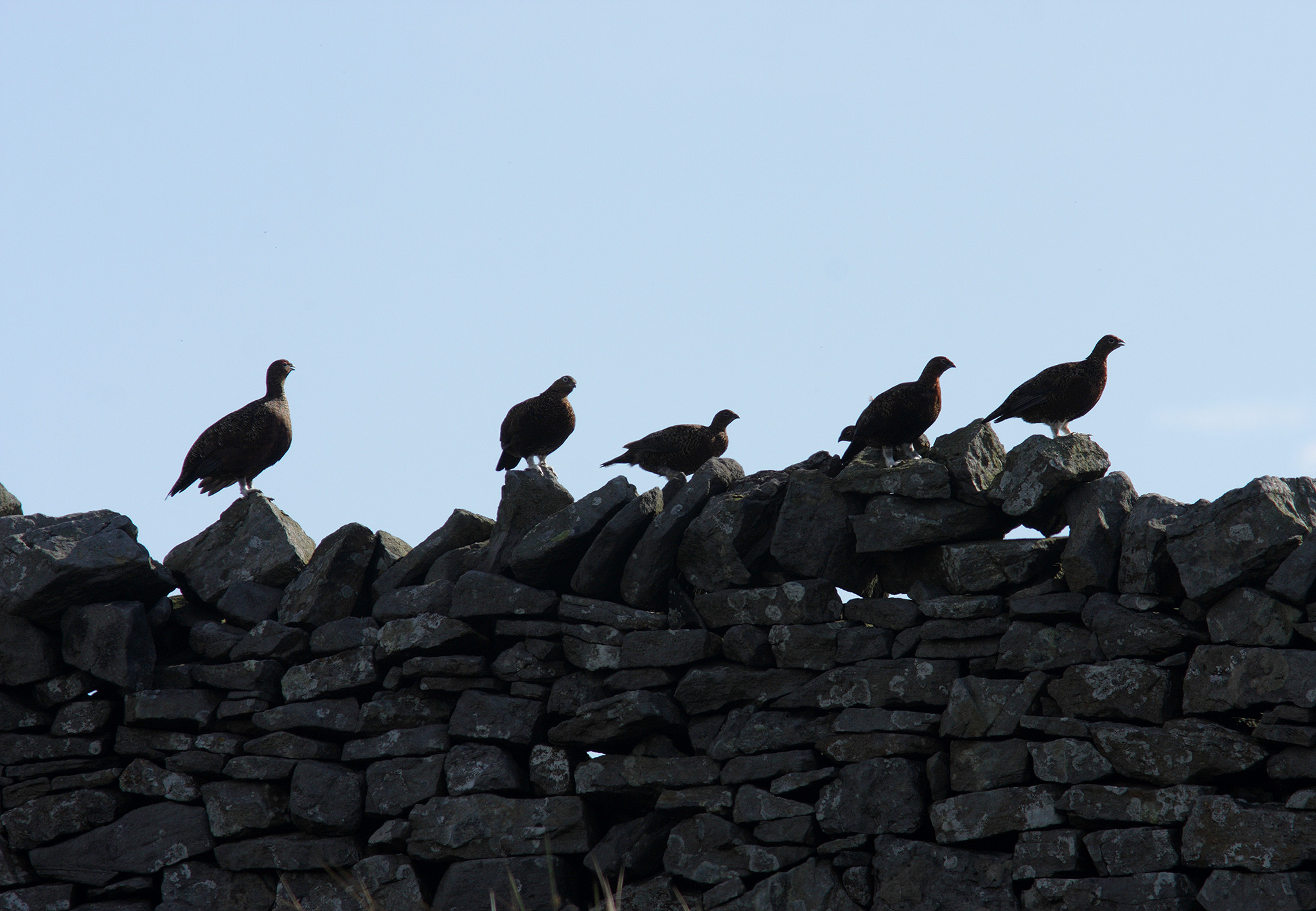 redgrouse group
