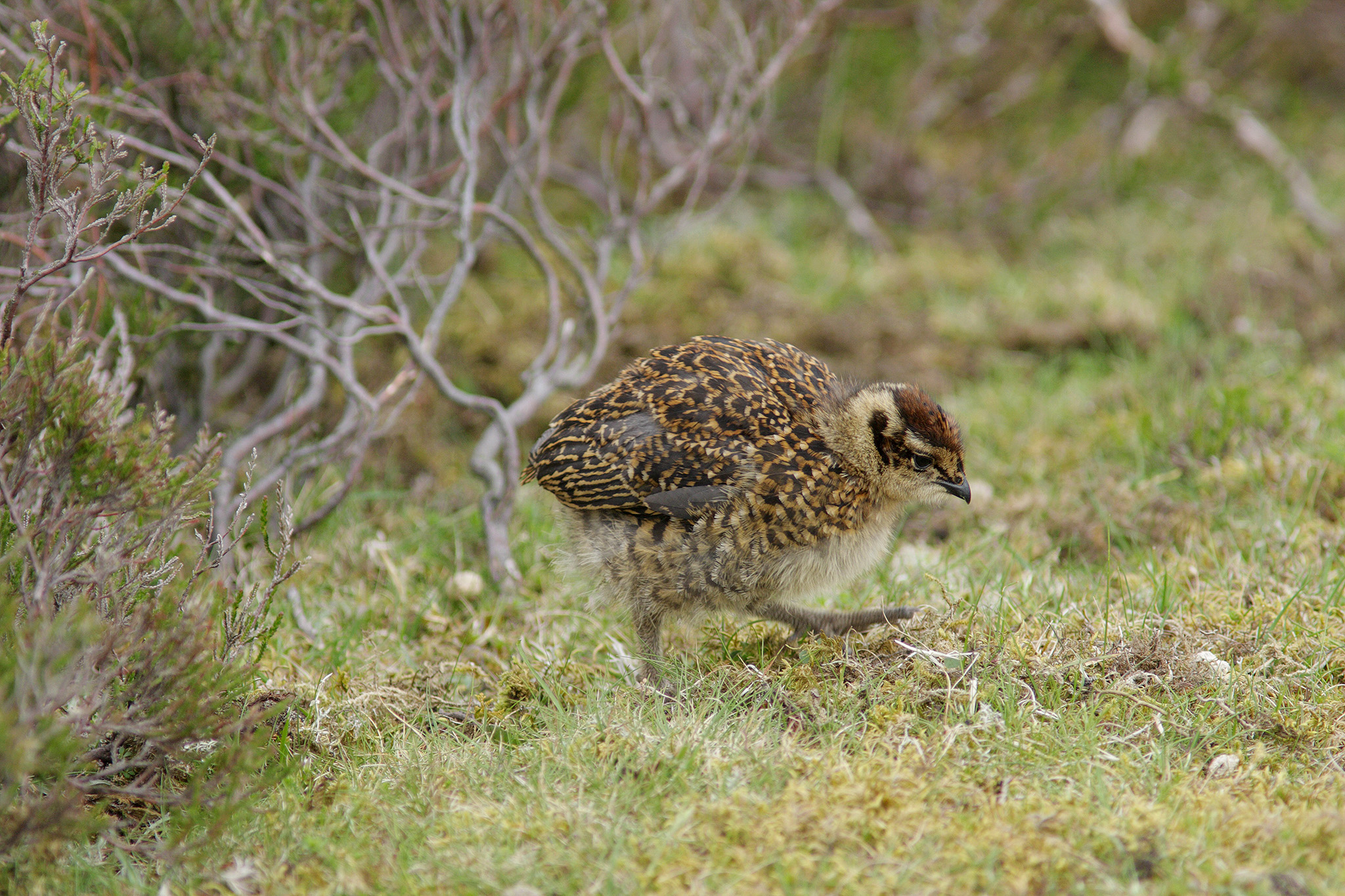 redgrouse chick
