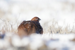 redgrouse in snow