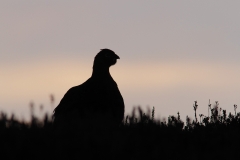 redgrouse silhouette