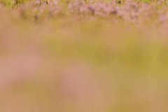 red grouse in heather