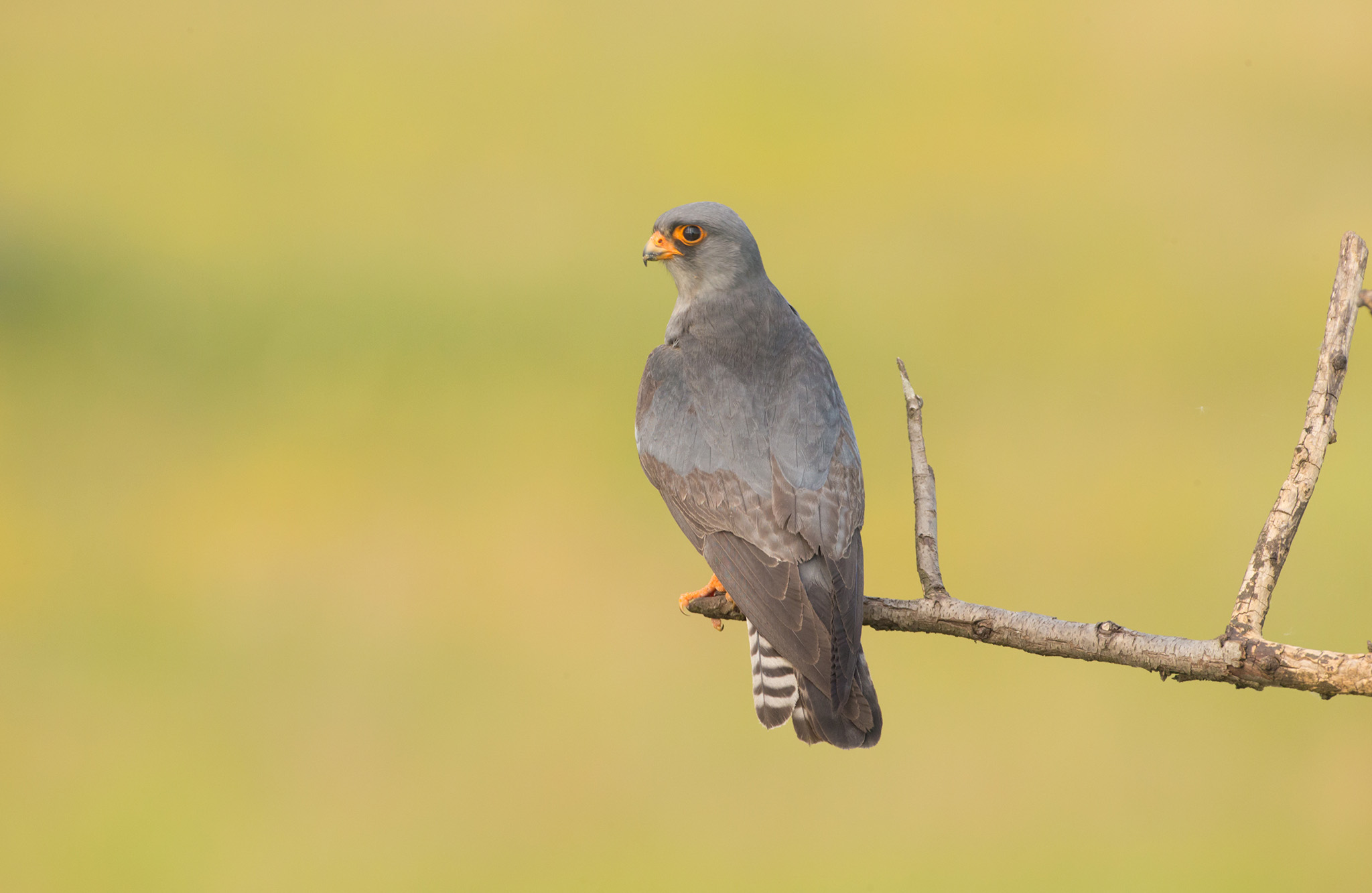 red footed falcon male