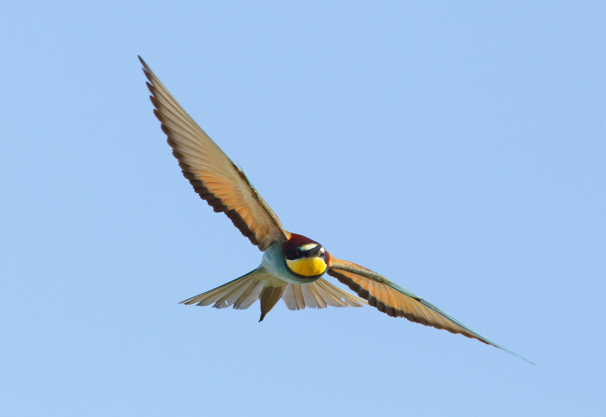 bee-eater flying