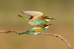 bee-eaters mating